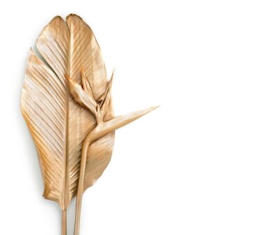 Papier peint  Golden palm leaves with golden strelitzia flower. Isolated on white. 