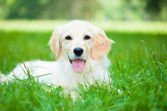 Papier peint  Golden Retriever sur le gazon