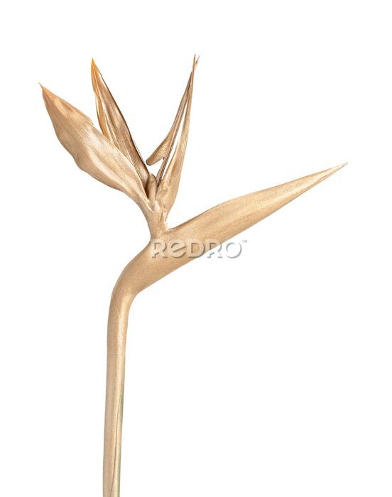 Papier peint  Golden strelitzia flower, bird of paradise. Isolated. Nature background.