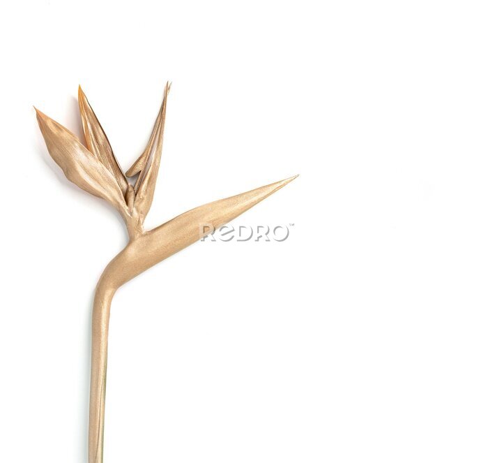Papier peint  Golden strelitzia flower. Isolated on white. 
