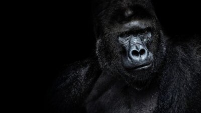 Papier peint  Gorille sur fond noir