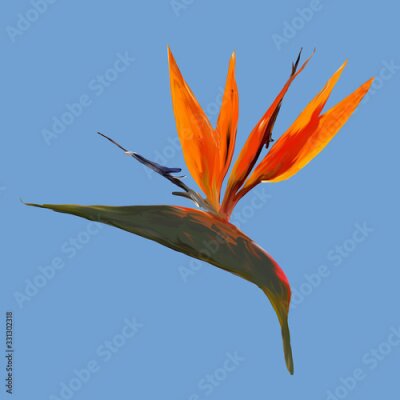 Papier peint  Gouache painted Bird of Paradise. Watercolor illustration with realistic branch of strelitzia. Bird of paradise flower painted on blue background Botanical illustration.