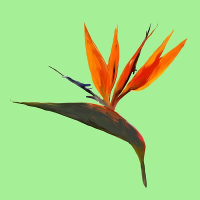 Papier peint  Gouache painted Bird of Paradise. Watercolor illustration with realistic branch of strelitzia. Bird of paradise flower painted on mint Botanical illustration