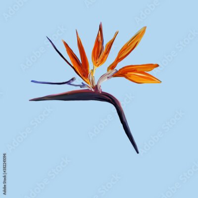 Papier peint  Gouache painted Bird of Paradise. Watercolor illustration with realistic branch of strelitzia. Bird of paradise flower painted on mint Botanical illustration.