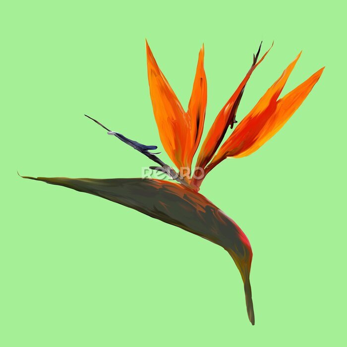 Papier peint  Gouache painted Bird of Paradise. Watercolor illustration with realistic branch of strelitzia. Bird of paradise flower painted on mint Botanical illustration