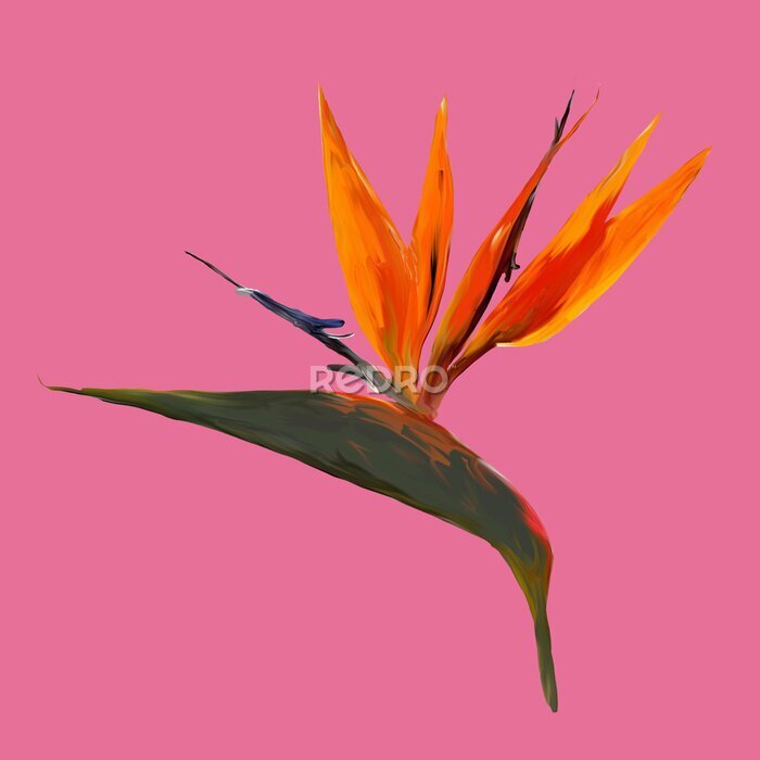 Papier peint  Gouache painted Bird of Paradise. Watercolor illustration with realistic branch of strelitzia. Bird of paradise flower painted on pink Botanical illustration.