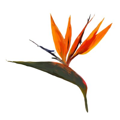Papier peint  Gouache painted Bird of Paradise. Watercolor illustration with realistic branch of strelitzia. Bird of paradise flower painted on white. Botanical illustration