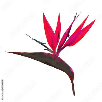 Papier peint  Gouache painted Bird of Paradise. Watercolor illustration with realistic branch of strelitzia. Bird of paradise flower painted on whitte background. Botanical illustration