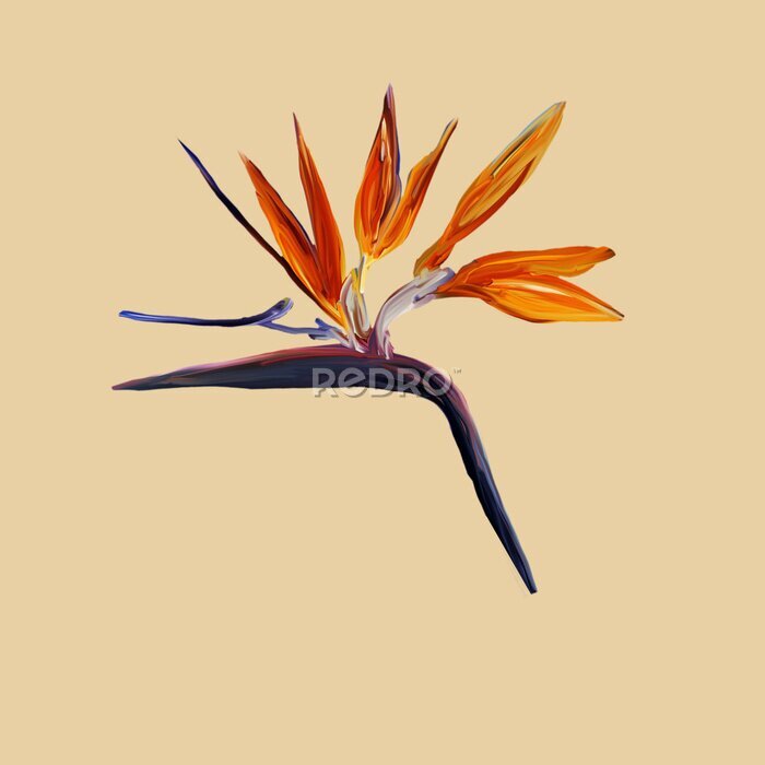 Papier peint  Gouache painted Bird of Paradise. Watercolor illustration with realistic branch of strelitzia isolated on yellow. Bird of paradise flower painted on mint Botanical illustration.