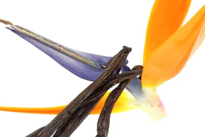 Papier peint  gousses de vanille Bourbon sur strelitzia, blanc aime