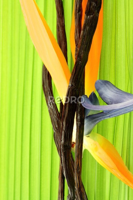Papier peint  gousses de vanille sur fleur de strelitzia et feuille de palmier