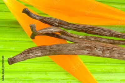 Papier peint  gousses de vanille sur la fleur de strelitzia et palmier