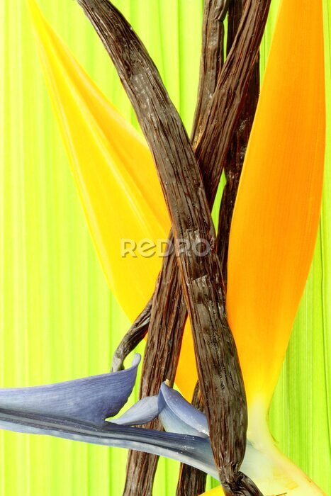 Papier peint  gousses vanille Bourbon, fleur Strelitzia, aime palmier