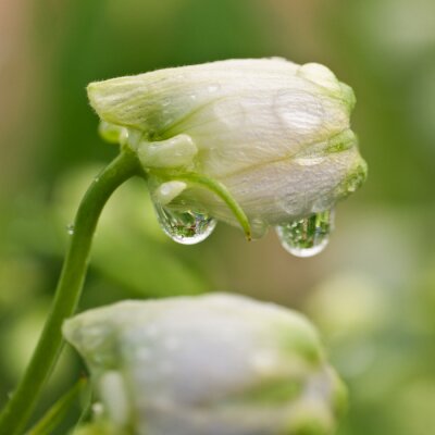 Gouttelettes d'Delphinium