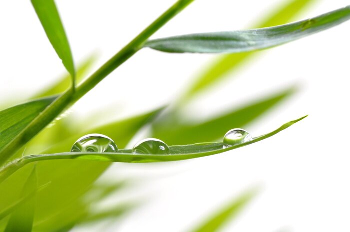Papier peint  Gouttes d'eau sur des feuilles de bambou