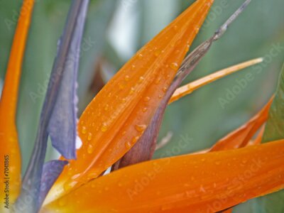 Papier peint  gouttes de pluie sur Strelitzia