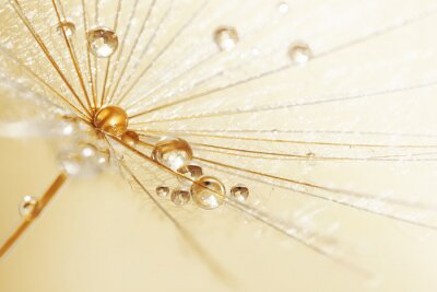 Papier peint  Gouttes de pluie sur un pissenlit