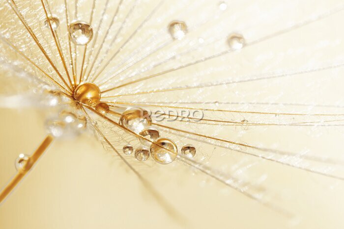 Papier peint  Gouttes de pluie sur un pissenlit