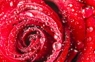 Gouttes de pluie sur une rose rouge