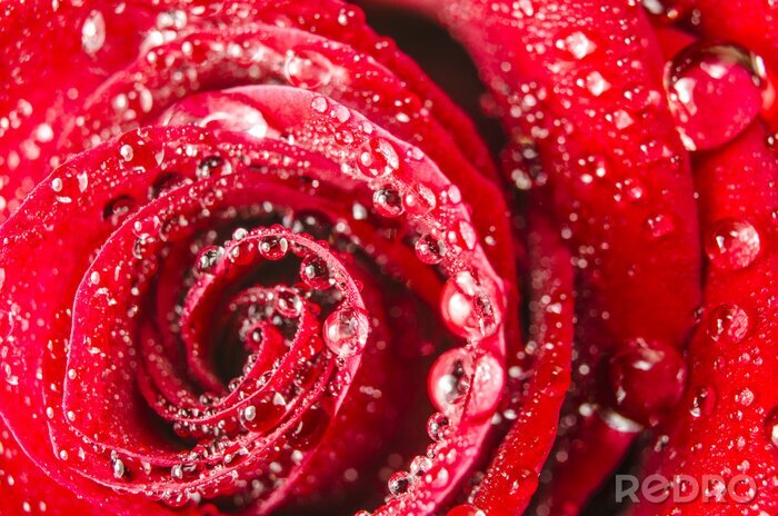 Papier peint  Gouttes de pluie sur une rose rouge