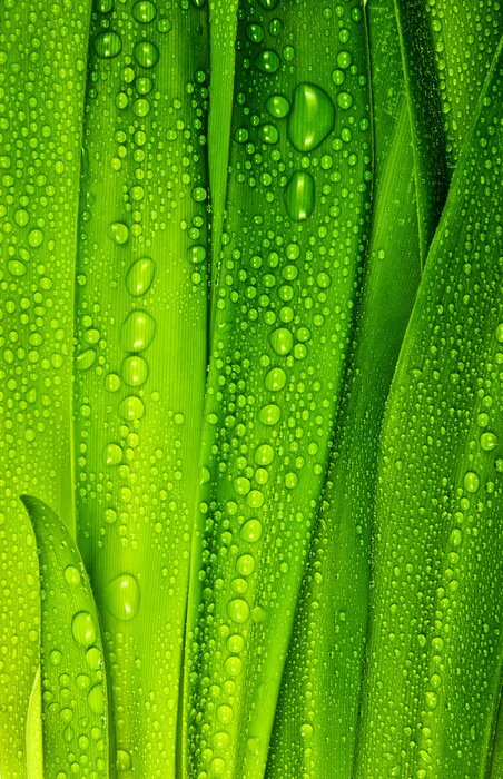 Papier peint  Gouttes de rosée sur de l'herbe verte
