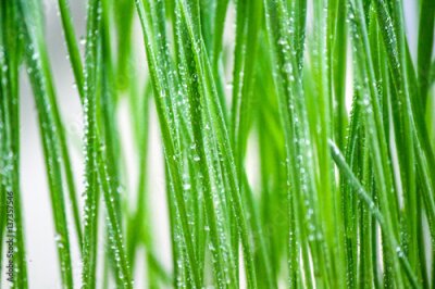 Papier peint  Gouttes de rosée sur l'herbe verte