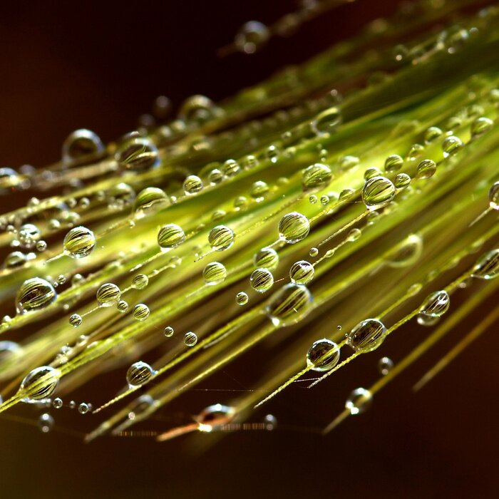 Papier peint  Gouttes de rosée sur un motif naturel