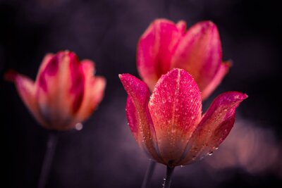 Gouttes de rosée sur une tulipe