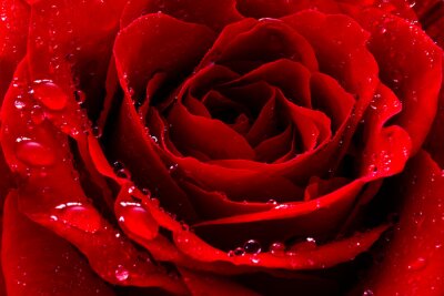Gouttes sur une rose sensuelle rouge