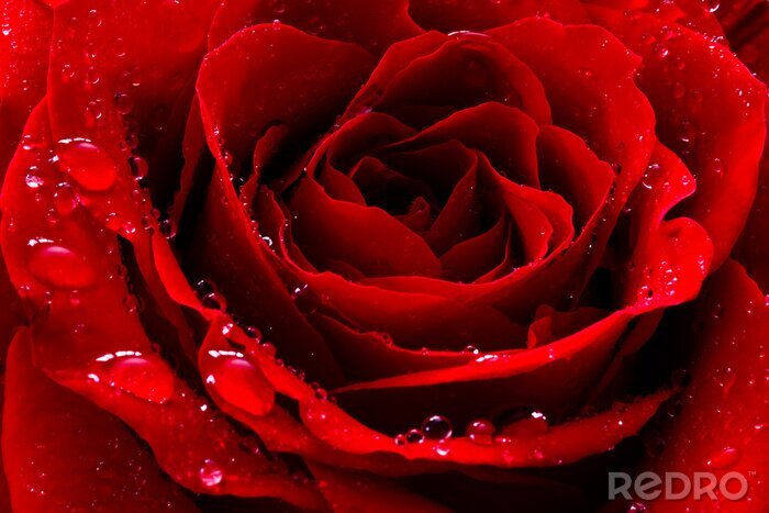 Papier peint  Gouttes sur une rose sensuelle rouge