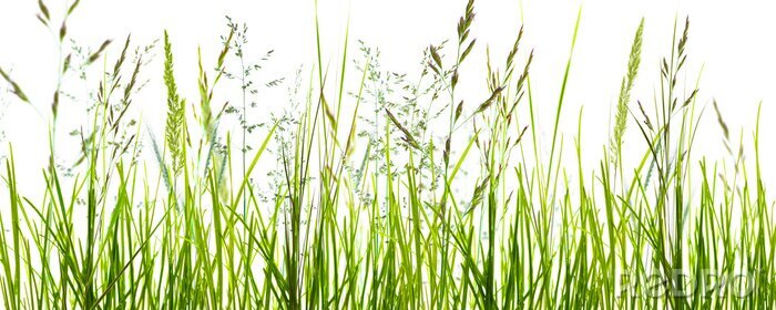 Papier peint  Gräser, grashalme, wiese vor weißem hintergrund