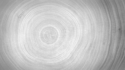Papier peint  Grain blanc-gris d'une coupe de bois