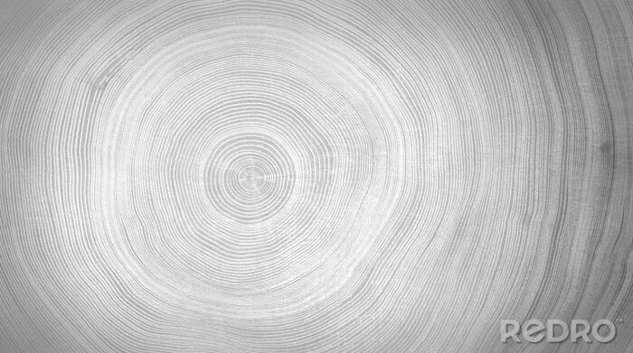 Papier peint  Grain blanc-gris d'une coupe de bois