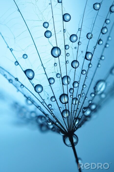 Papier peint  Graines avec des gouttes