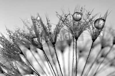 Papier peint  Graines de pissenlit au milieu des gouttes d'eau