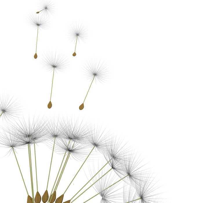 Papier peint  Graines de pissenlit au vol