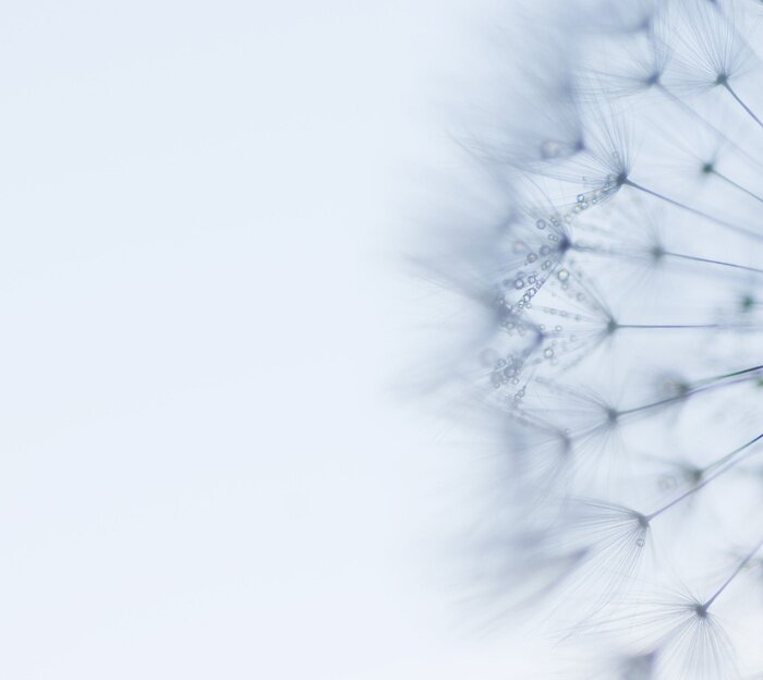 Papier peint  Graines de pissenlit aux tonalités bleu clair