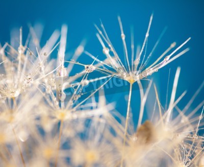 Papier peint  Graines de pissenlit blanches sur un fond
