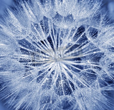 Papier peint  Graines de pissenlit bleues