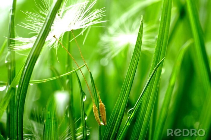 Papier peint  Graines de pissenlit dans l'herbe