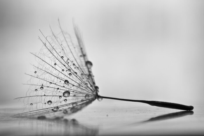 Papier peint  Graines de pissenlit dans les gouttes d'eau