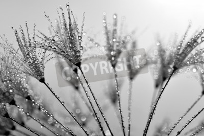 Papier peint  Graines de pissenlit en plan rappproché