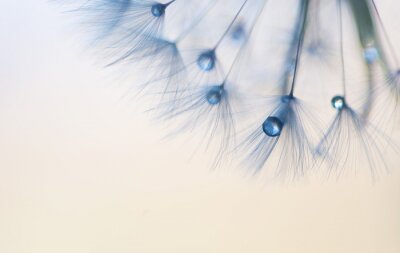 Papier peint  Graines de pissenlit et gouttes bleues