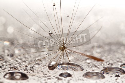 Papier peint  Graines de pissenlit et gouttes d'eau