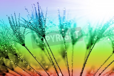 Papier peint  Graines de pissenlit fond arc-en-ciel