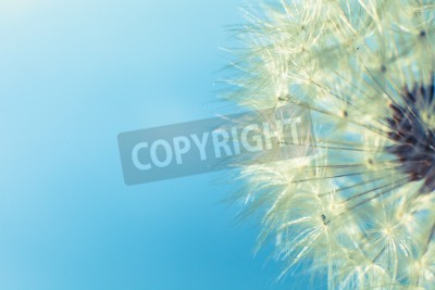 Papier peint  Graines de pissenlit fond bleu