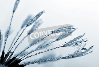 Papier peint  Graines de pissenlit frêles à l'intérieur des gouttes