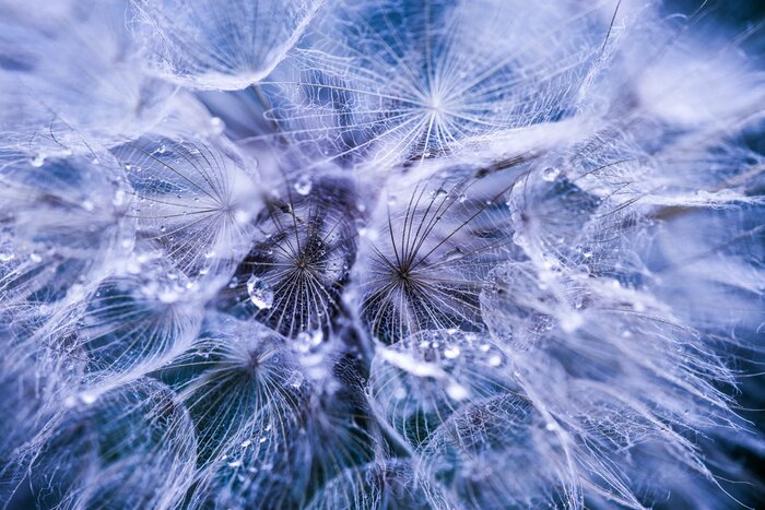 Papier peint  Graines de pissenlit humides sur un fond