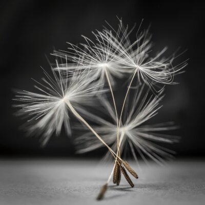 Papier peint  Graines de pissenlit macro