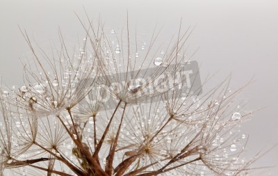 Papier peint  Graines de pissenlit style rétro